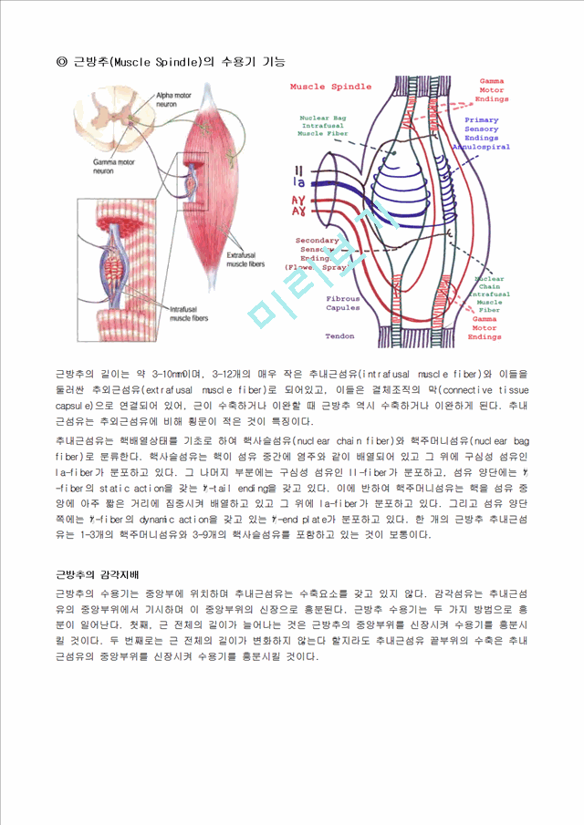 [의학,약학][해부생리학] 근감각수용기 - 근방추[Muscle Spindle]와 골지건기관[Golgi Tendon Organ]   (2 )